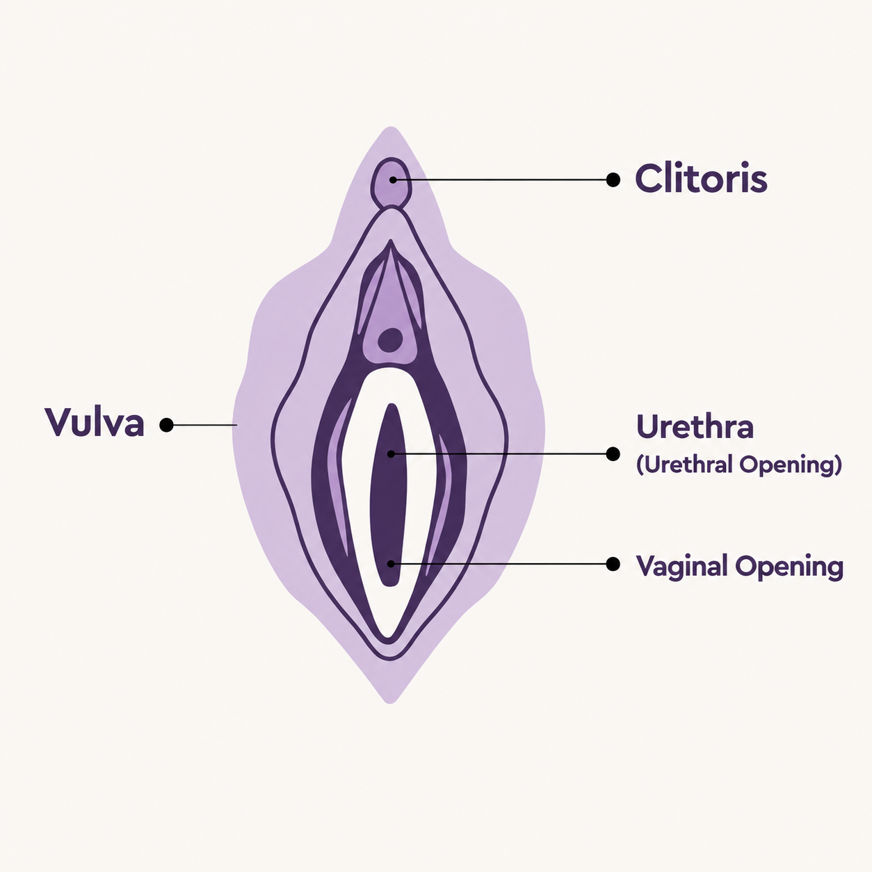 A Simple Guide to Vaginal Anatomy
