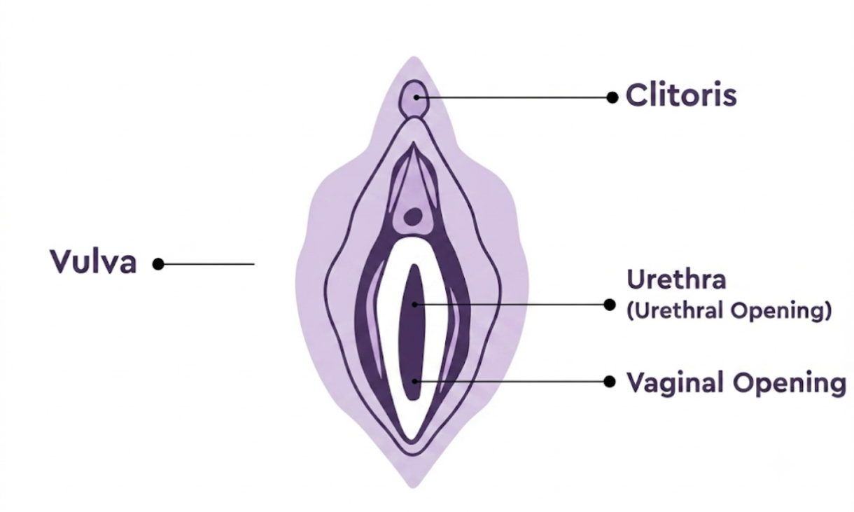 A Simple Guide to Vaginal Anatomy