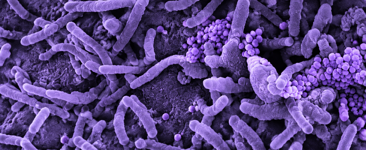 LG-36 microbiome stability strain image
