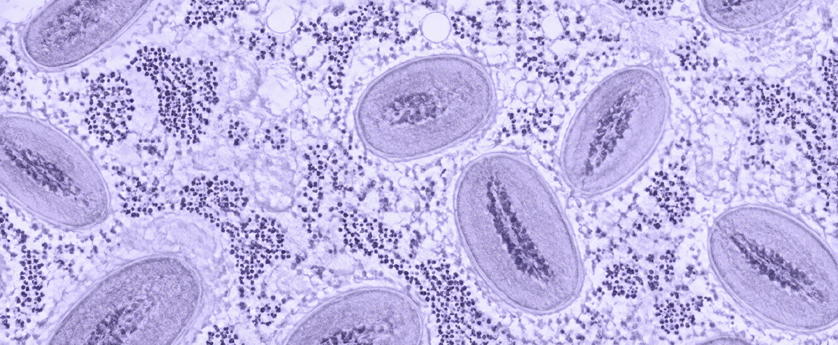 HN001 barrier shield strain image