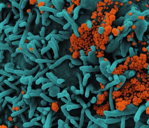 HN001 barrier shield strain image