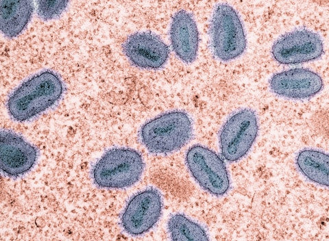 LG-36 microbiome stability strain image