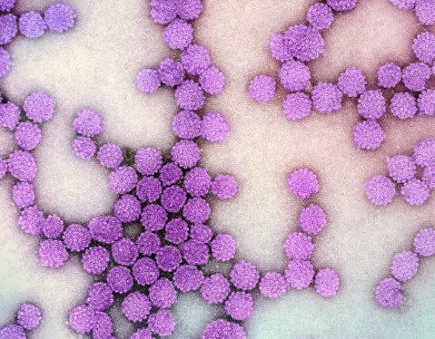 LGG systemic defense strain image